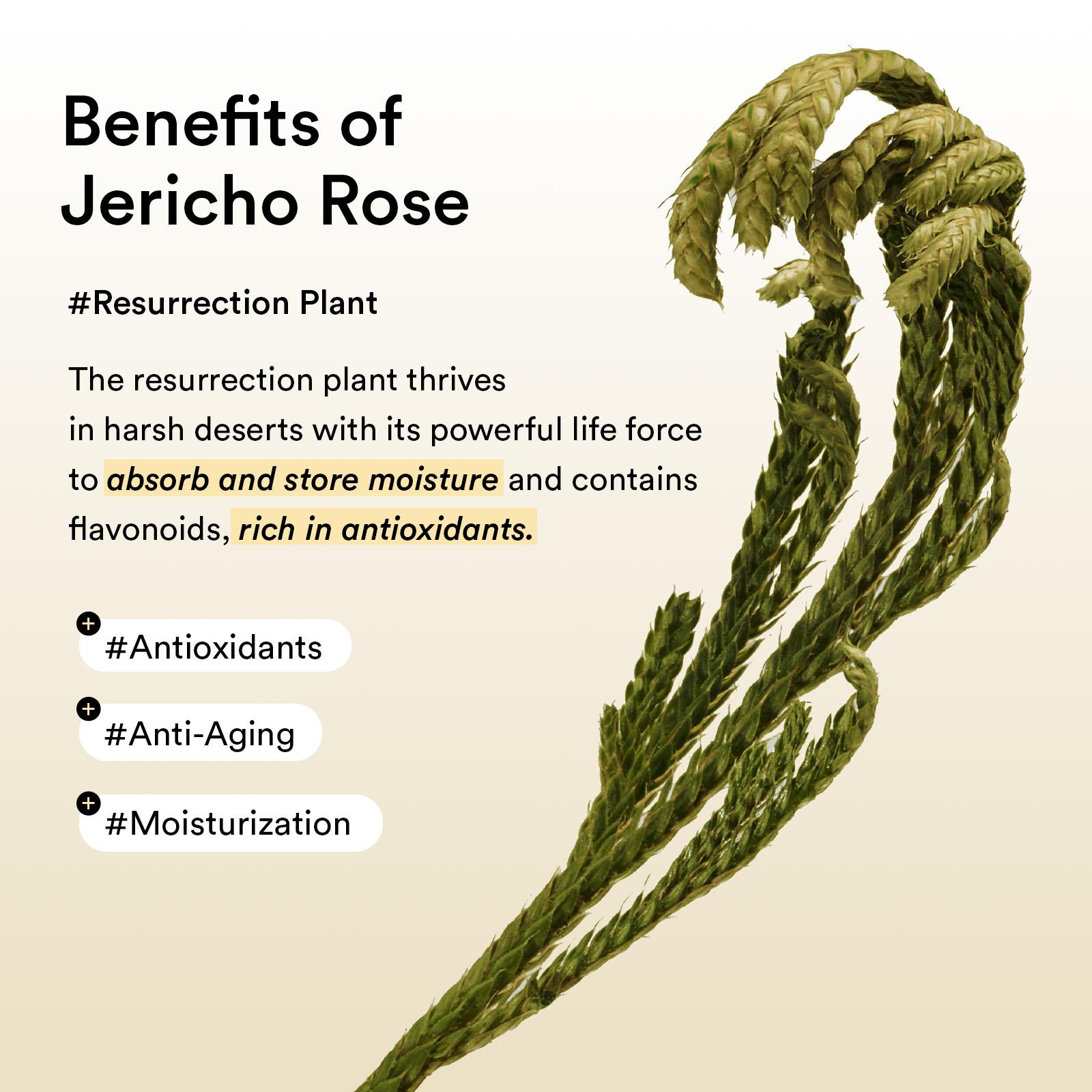 [Abib Official] Collagen Eye Patch Jericho Rose Jelly 60 Patches, Korean Under Eye Patches for Anti-Wrinkle, comfort Embo Eye Mask, Caffeine