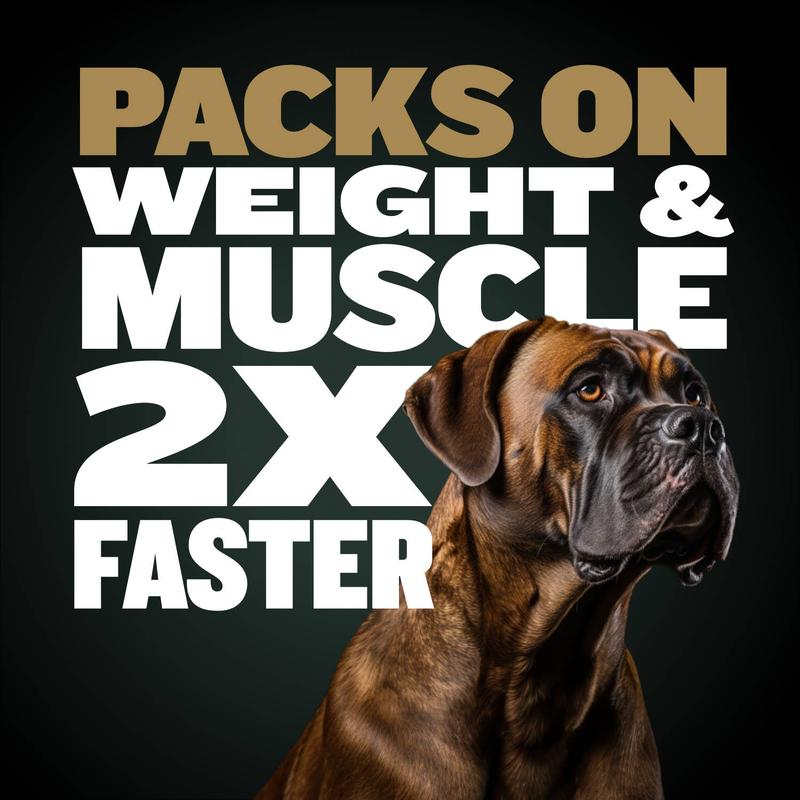 Bully Max 11-in-1 Muscle Gain Power Chews - High Protein Dog Supplement with Amino Acids - Premium Muscle Builder for All Breeds - 75 Chews Bully Max 11-in-1 Muscle Gain Power Chews - High Protein Dog Supplement with Amino Acids - Premium Muscle Builder for All Breeds - 75 Chews