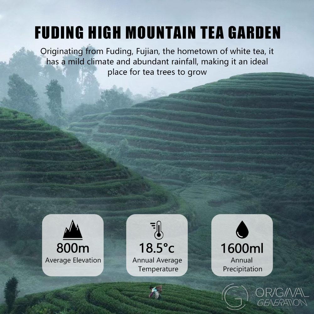 First Lady Peony Silver Needle White Tea 260g 1 Tin