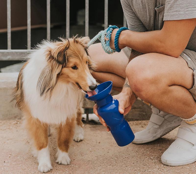 Springer 22oz Classic Leak-Tight Travel Pet Water Bottle with Carabiner Clip Dishwasher Safe Fits Most Standard Car Cup Holders