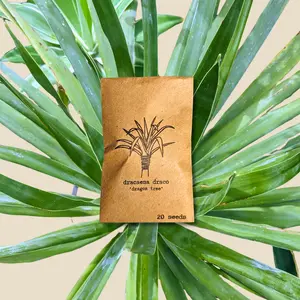Dracaena Draco 'Dragon Tree' Seeds