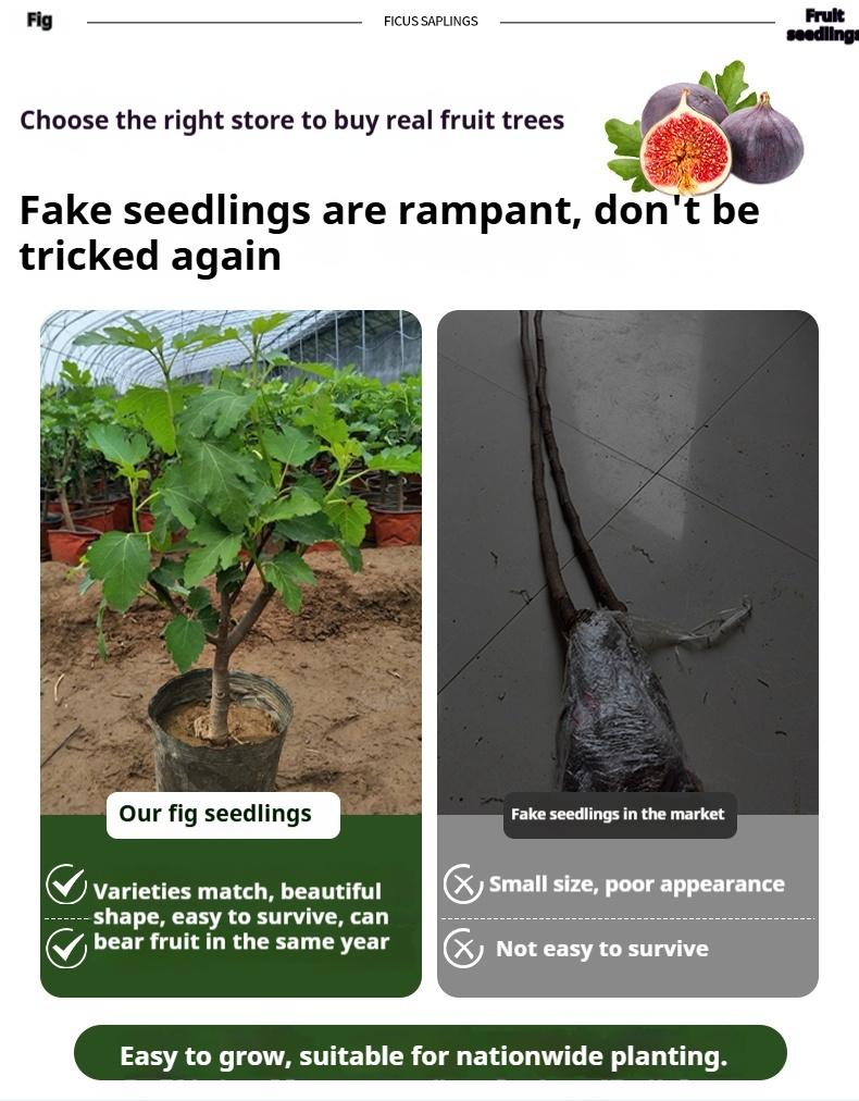 Fig Tree Seedling for Home Gardening|Beginner Friendly Fruit Tree for Indoor or Outdoor Growing Fig Tree Seedling for Home Gardening|Beginner Friendly Fruit Tree for Indoor or Outdoor Growing