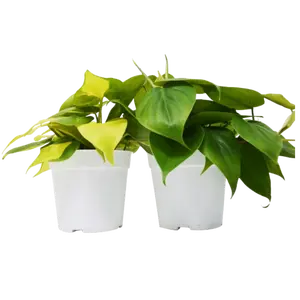 2 Philodendron Variety Pack