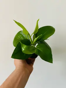 Jade Pothos - Epipremnum Aureum 'Jade' - 3" Pot