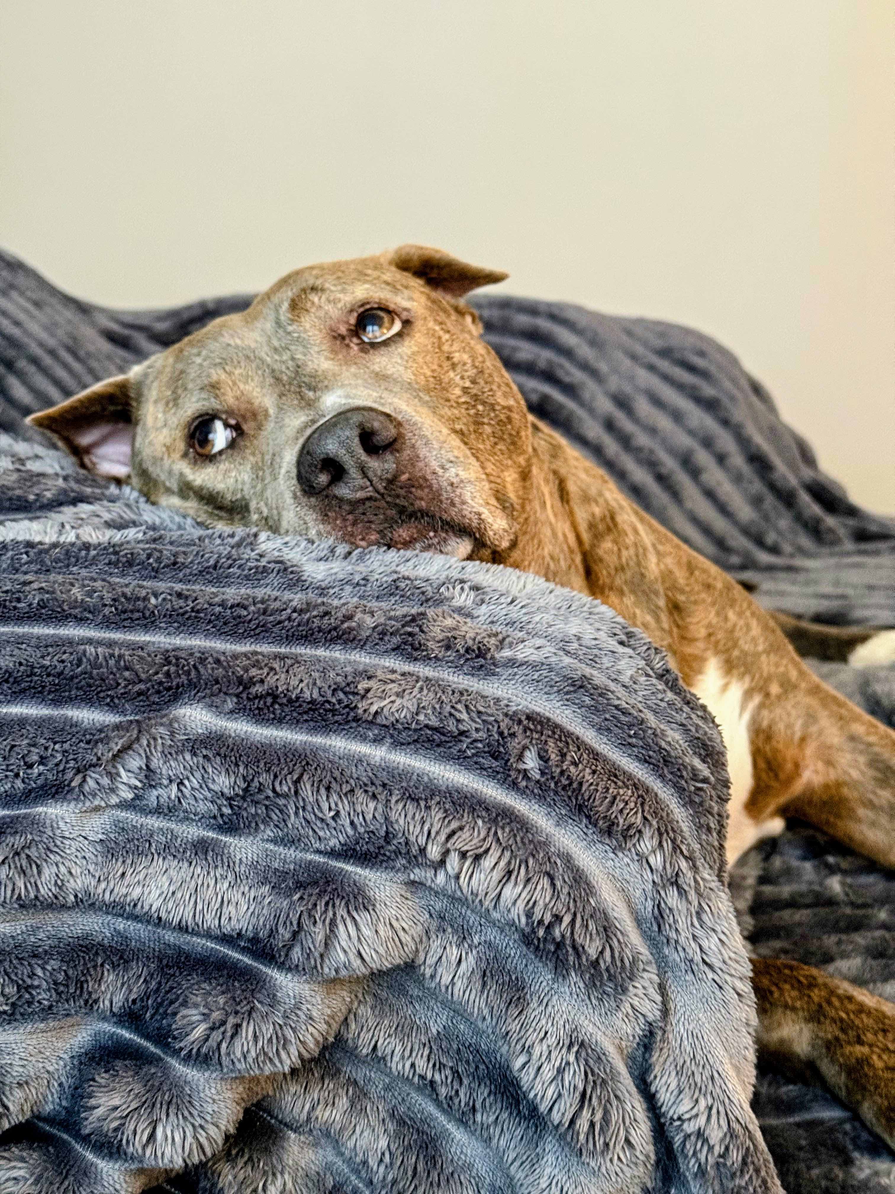 【Spring Glow Up】Bedsure Luxury  Corduroy Fleece Sleep  Blanket- Ultra Soft, Warm, Cozy Extra Soft  Baby Blanket for Sofa, Bed, Nursery Ideal Seasonal Gift Solid Yellow Color, Lightweight Comforter