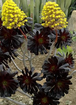 Black Rose - Aeonium arboreum zwartkop