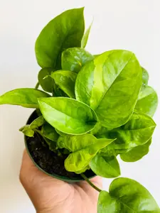 Emerald Pothos - Epipremnum Aureum 'Emerald' - 4" Pot