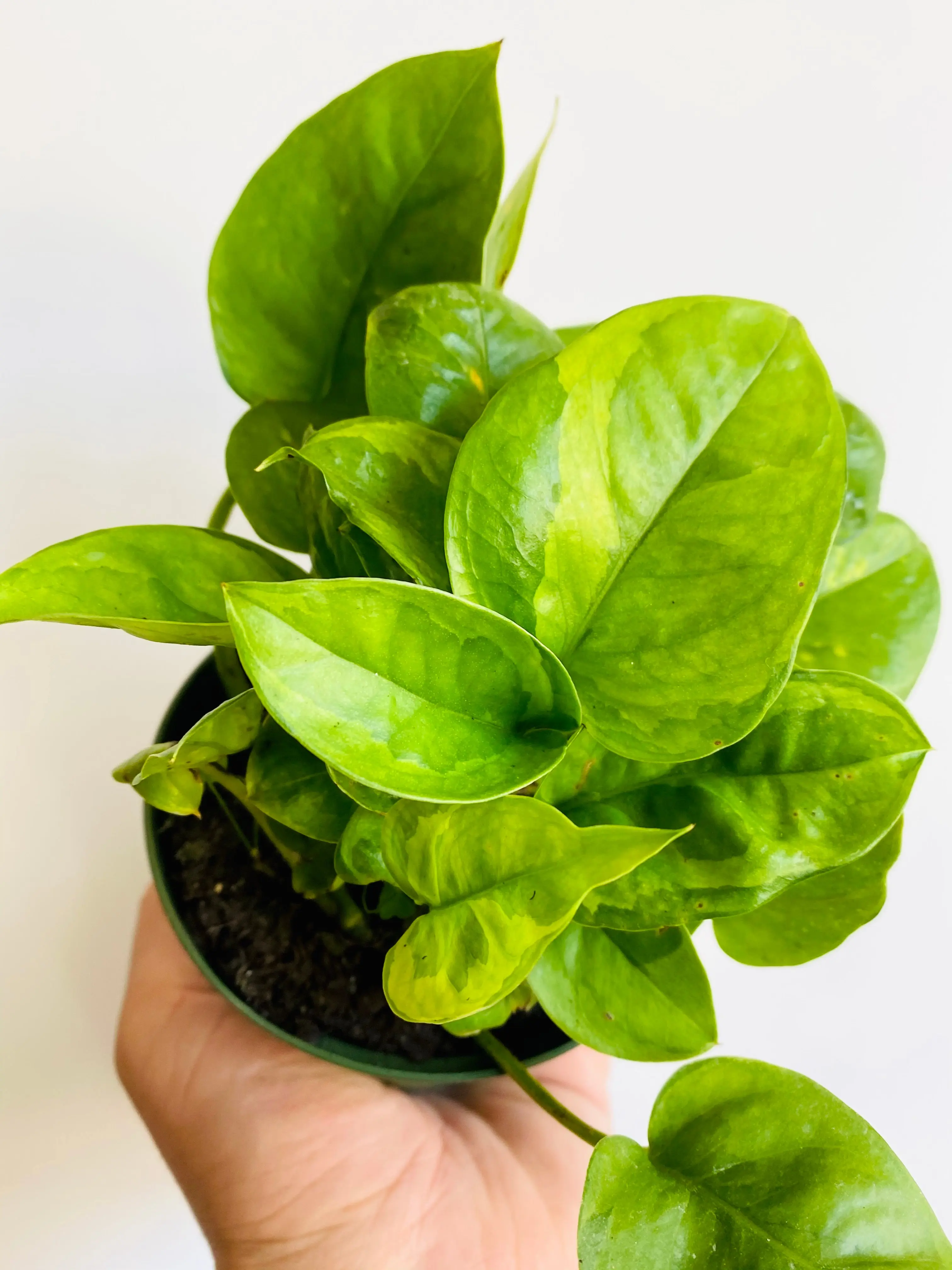 Emerald Pothos - Epipremnum Aureum 'Emerald' - 4" Pot