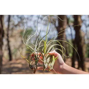 Wild Things Collection of Tillandsia Air Plants [6 Pack]