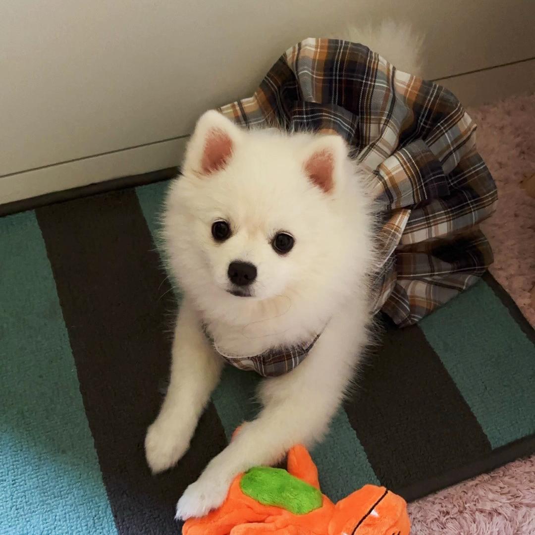 Pet Clothes Dog Cat Rabbit Plaid Dress Vest Cute Comfortable Breathable With Traction Rope AL-656281331457