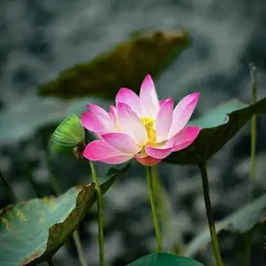 background preload poster image 