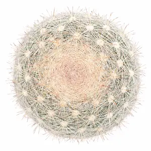 Mammilloydia candida Snowball Cactus