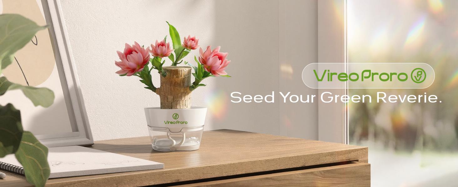 Brazilian Lucky Wood Live Plant with Nutrient Solution - U.S. Grown Palo de Brasil, Lucky Gift for New Home/Graduation, Low-Care Indoor Desktop Ornament