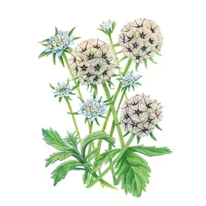 Starflower Scabiosa/Pincushion Flower Seeds