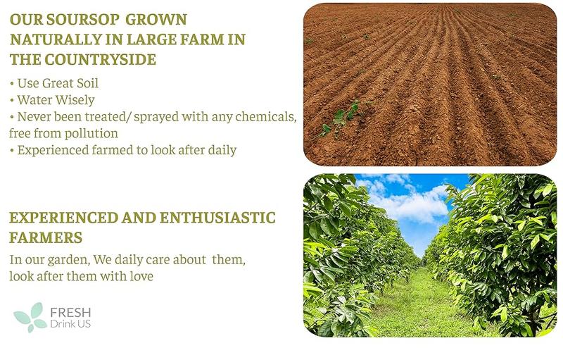 FreshDrinkUS Soursop Tea, Premium Soursop Graviola Leaf Tea Bags, Guanábana leaves - Hojas de guanábana, 100% Natural and Pure from Soursop Leaves, Natural Digestion Support, Nutrient-Rich, No Sugar, No Caffeine FreshDrinkUS Soursop Tea, Premium Soursop Graviola Leaf Tea Bags, Guanábana leaves - Hojas de guanábana, 100% Natural and Pure from Soursop Leaves, Natural Digestion Support, Nutrient-Rich, No Sugar, No Caffeine