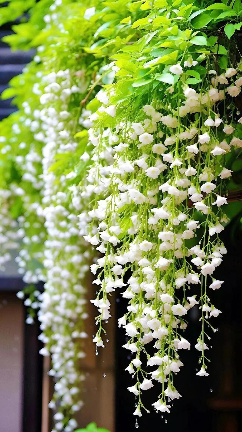 Trailing Jasmine Seeds – High Germination, Fragrant Blooms, Easy to Grow, Long-Lasting Aroma, Perfect for Home Gardens, Balconies & Indoor Pots