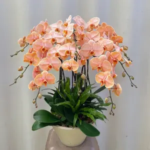 Phalaenopsis Orchid Seed Pack of 52 Long Blooming Hardy Perennial Beautiful Flowering Plant ldeal for Indoor Qutdoor Potted Display