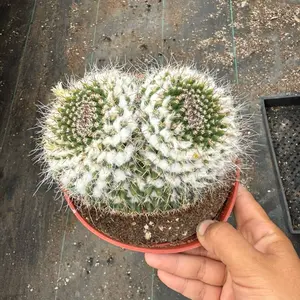 Owl Eye Mammillaria 6 inch pot Cactus Plant Owl Eye Mammillaria 6 inch pot Cactus Plant