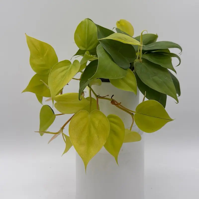 spider plant pics Spider Plant – Liberty Landscape Supply