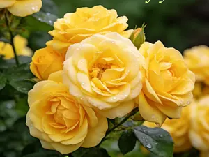 Beautiful Rose Seeds for Home Garden | Easy to Grow Flower Plant | Beginner Friendly Backyard and Patio Garden | Perfect for Small Garden Spaces