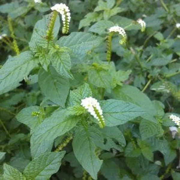 Alacrancillo Herb /  Alacrancillo Plant