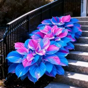 1000+ Rainbow Style Hosta Seeds – Unique Shade Plants for Garden Beds & Walkways