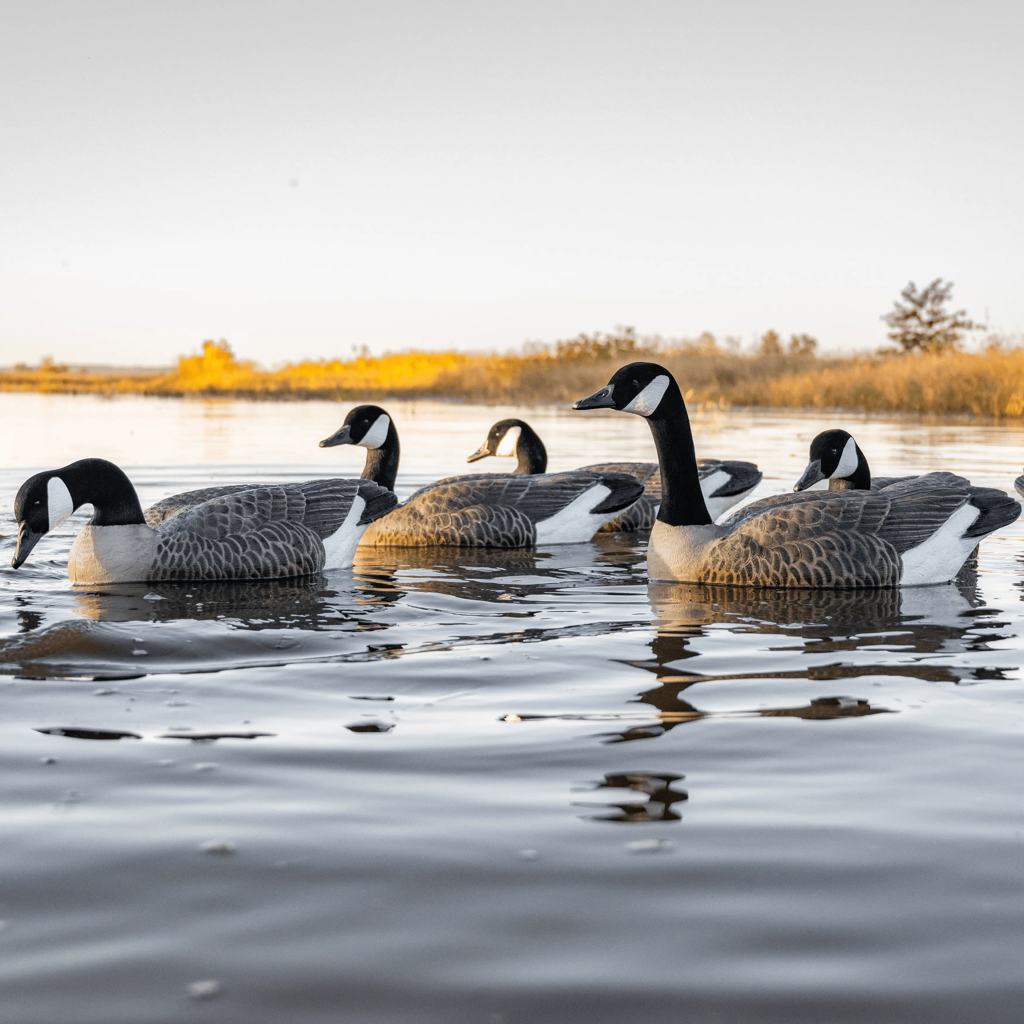 Dive Bomb Industries Lifelike Goose Floaters, Hunting Outdoor Recreation Equipment