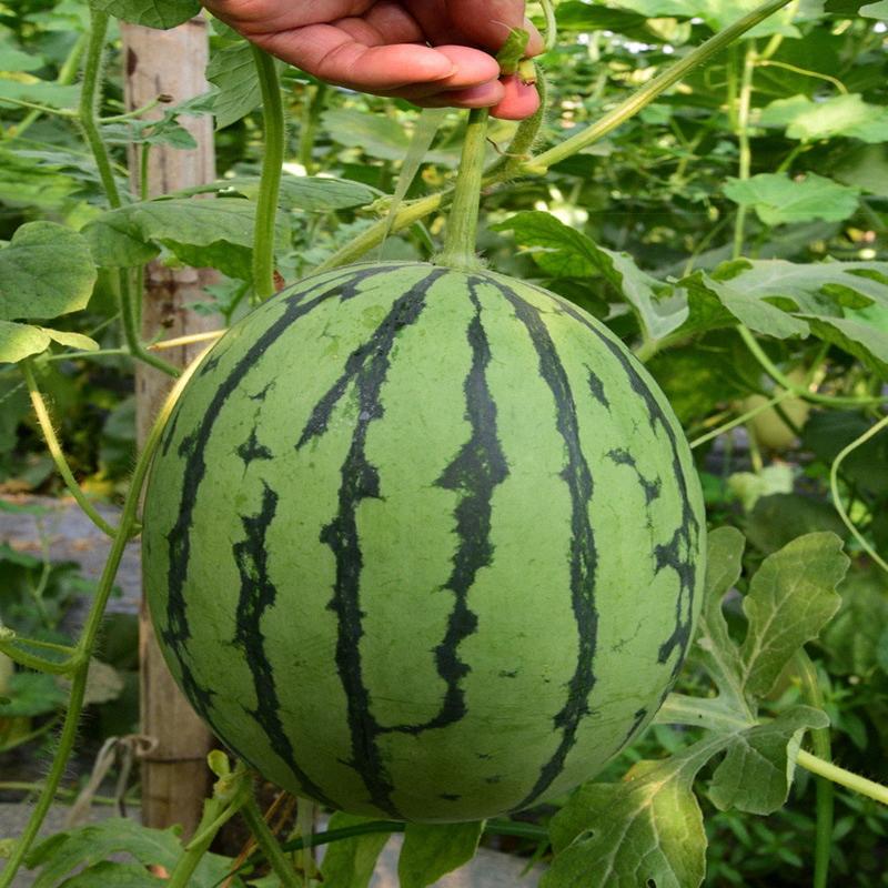 Sow Right Seeds - 50+ pcs Crimson Sweet Watermelon Seeds for Planting -  Instructions to Plant a Home Vegetable Garden