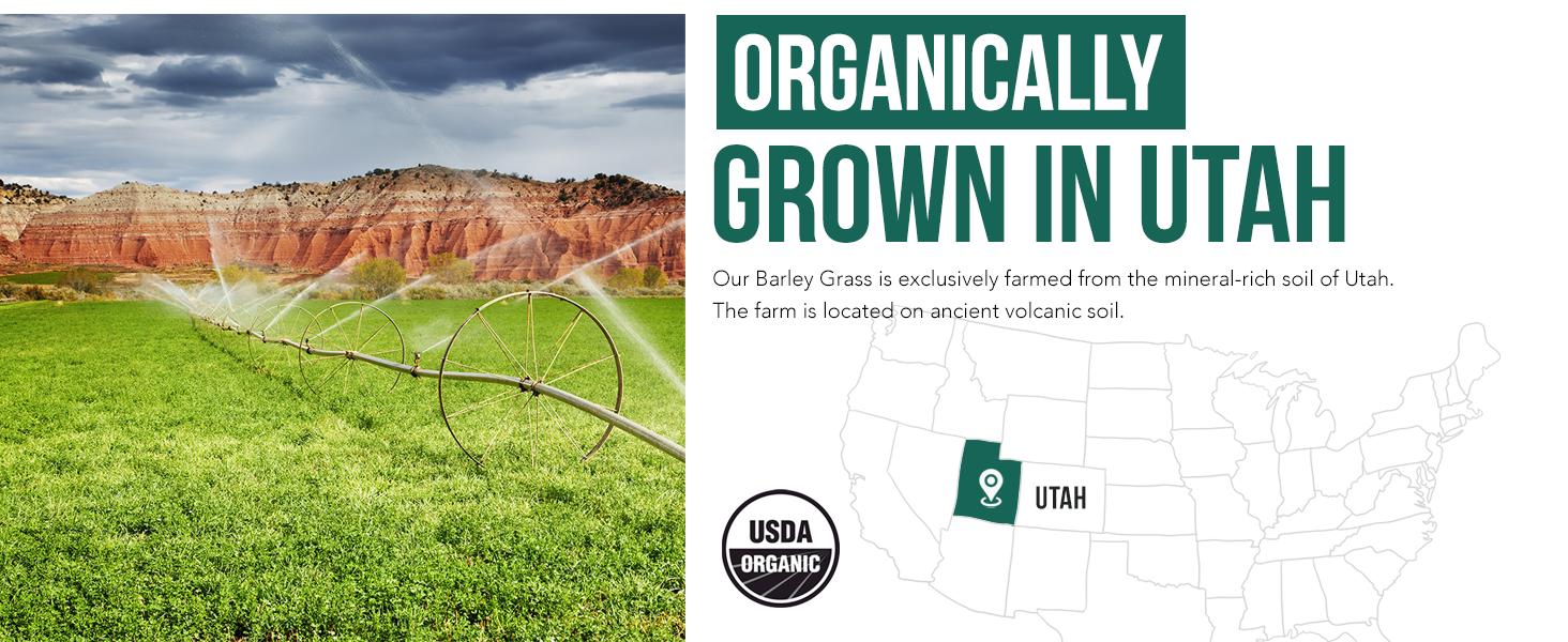 Triquetra Health Organic Barley Grass Juice Powder - Cold-Pressed, Raw Form Health & Nutrition Dietary Supplement