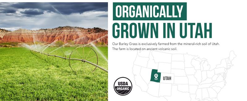 Organic Barley Grass Juice Powder -Cold Pressed | Raw Form Healthcare Dietary