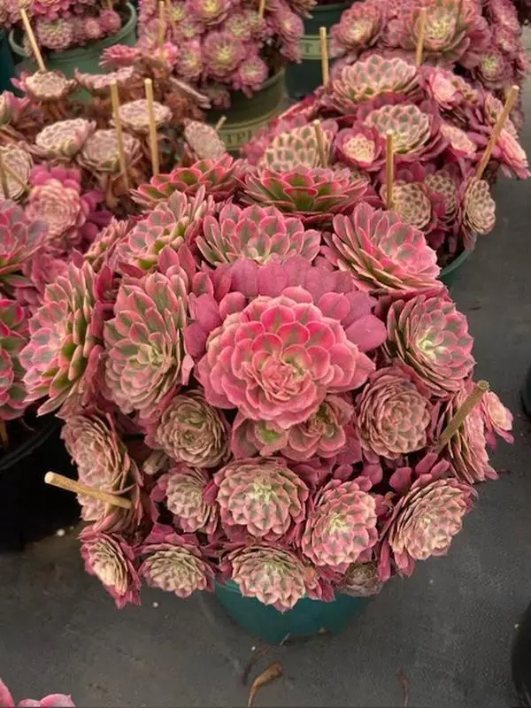 Aeonium Red Bronze Teacup - Succulent Bouquet 8-12 Inches Wide for Home Decor or Gift