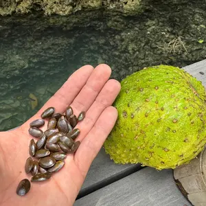 Annona Muricata Seeds - (Soursop Seeds)