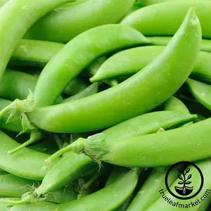 Pea Seeds - Snap - Sugar Lace II (treated)