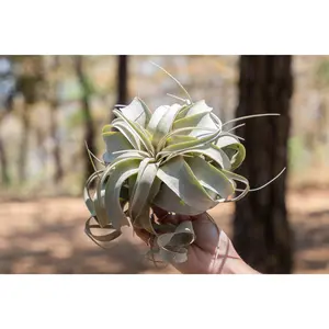 Wholesale Special: Medium Tillandsia Xerographica Air Plants / 5-6 Inches Across [Min Order 36]