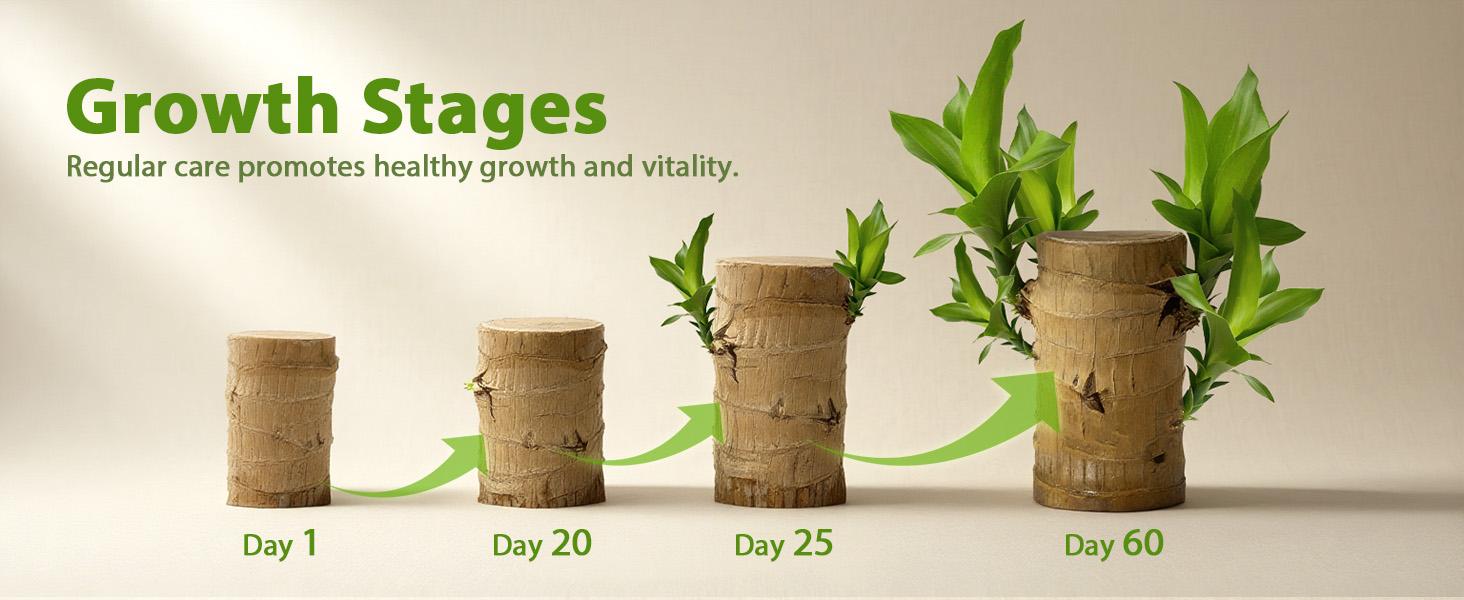 Brazilian Lucky Wood Live Plant - U.S. Grown with Nutrient Solution, Minimalist/Boho Indoor Desktop Ornament, Low-Maintenance Lucky Plant