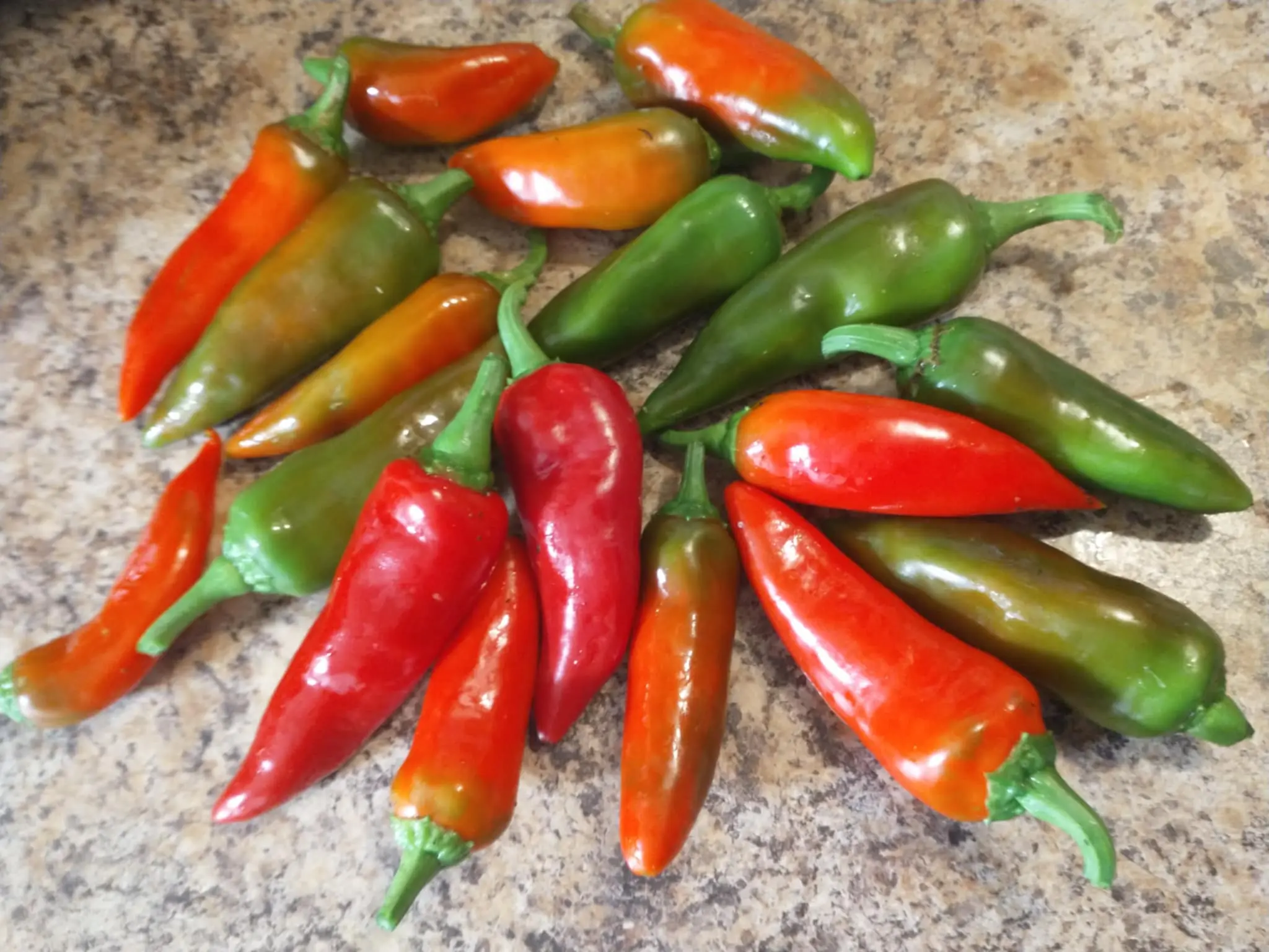 Flaming Pepper Pattern Flaming Flare Spicy Pepper seeds- 15+ seeds - TikTok Shop