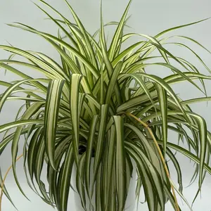 Inner Variegated Spider Plant 6"pot  House Plant - Excellent Air Purifier, Bright Spot for Indirect Sunlight
