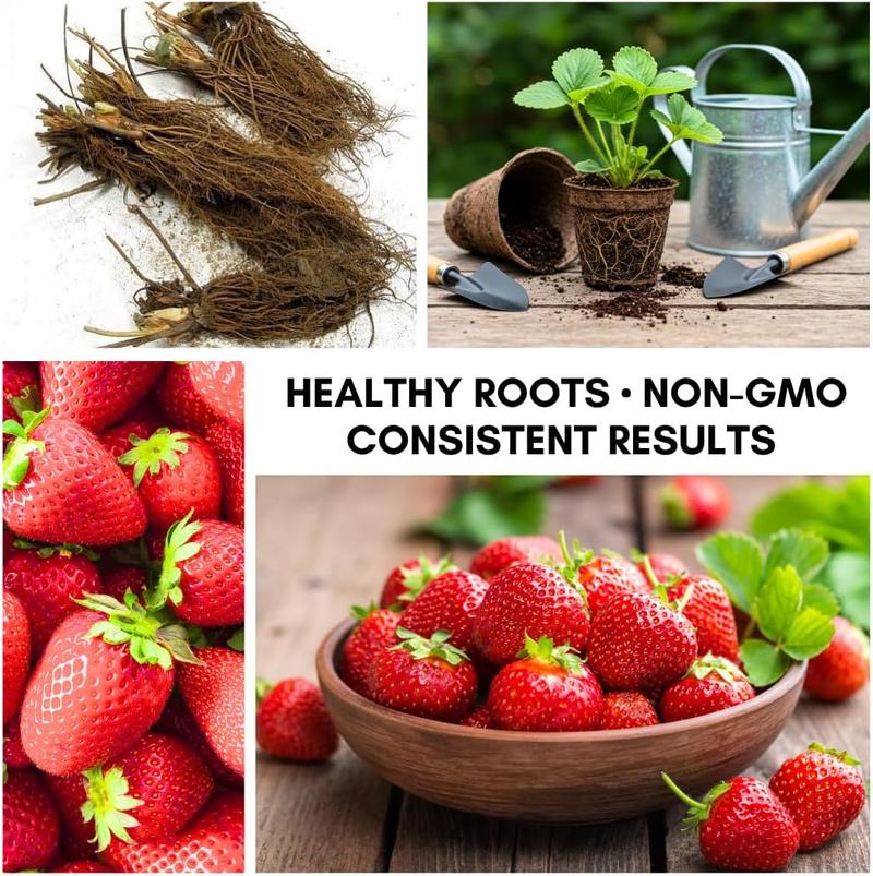 Giant Strawberry Seeds 200pcs Evergreening PlantFruit Seeds Sweet and Delicious All Seasons Easy to Grow Abundant Harvests Exceptional Flavor