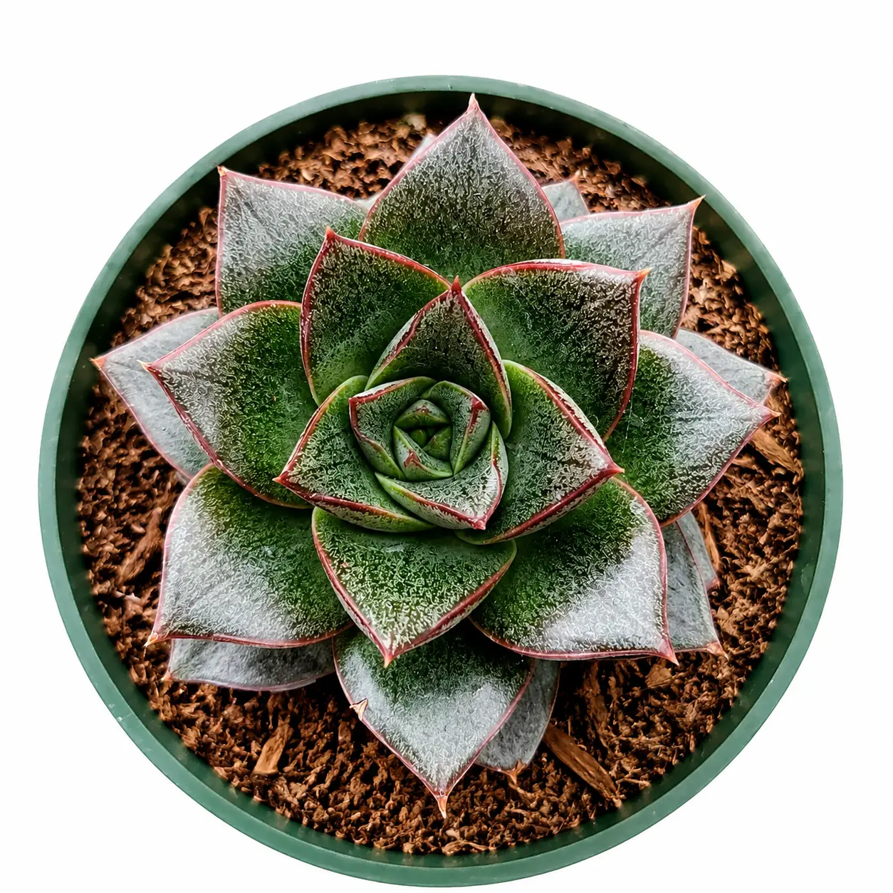 Live Succulent House Plant Echeveria Purpusorum with Planters, Easy Care Low Maintenance for Home Garden Desk Decor