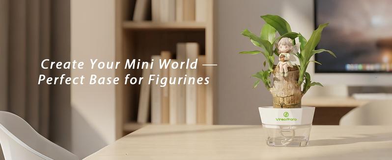 Brazilian Lucky Wood Live Plant with Nutrient Solution - U.S. Grown Palo de Brasil, Lucky Gift for New Home/Graduation, Low-Care Indoor Desktop Ornament