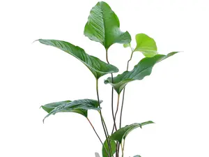 Anthurium brownii 5 (seedling)