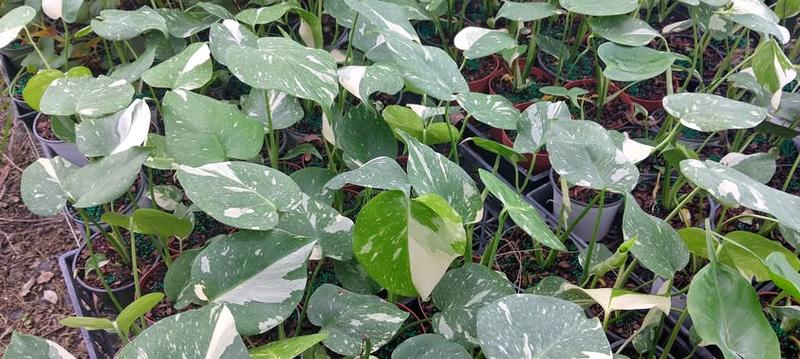 Philodendron Monstera Thai Constellation 4-6 Inch Tall Variegated Monstera Plant