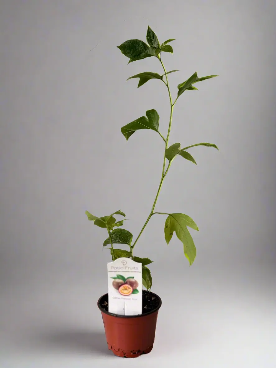 2-Pack Semi-Dwarf Patio Passion Fruit Vine (Passiflora Edulis) - Grafted Live Edible Potted Houseplant, Easy-to-Grow, Organic Gardening, Vibrant Tropical Plant, Zones 9-11 Garden Supplies, Houseplants, Live Plants