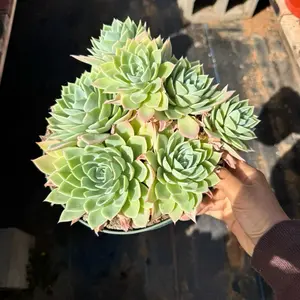 Echeveria Blue Atoll Large Succulent Plant 8 inch pot
