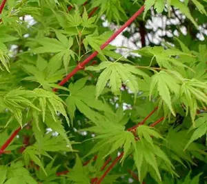Sango Kaku Coral Bark Japanese Maple