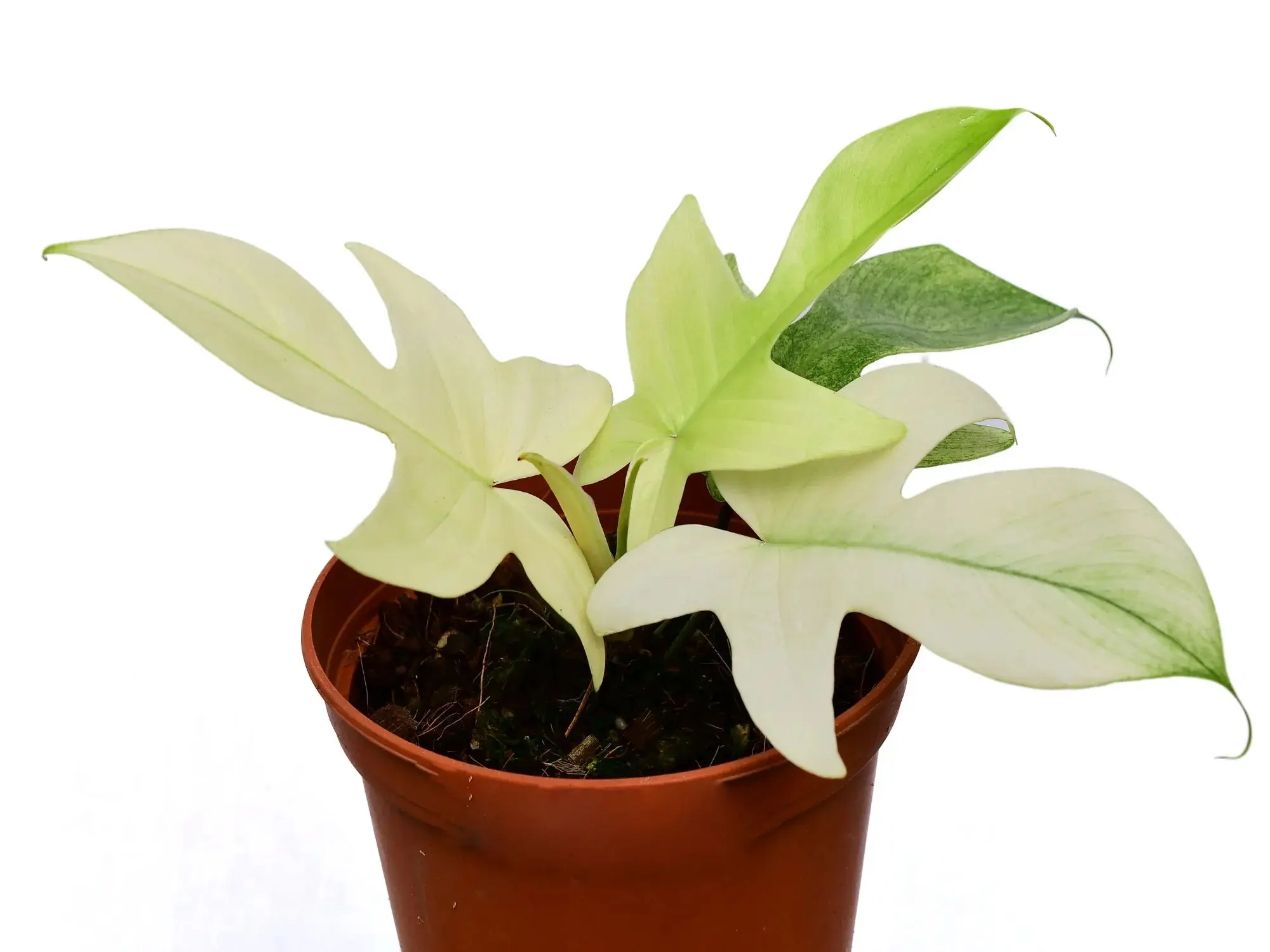 philodendron tortum - TikTok Shop