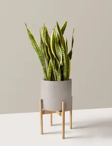 Snake Plant Laurentii