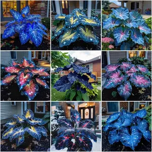800PCS Mixed Hosta Seeds | Cold-Tolerant Perennial Foliage Plants for Shady Areas, Stable Growth with Full Form, Easy to Grow and Maintain, Perfect for Long-Lasting Garden Landscaping and Decorative Green Spaces