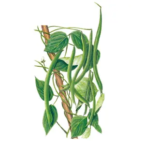 Kentucky Wonder Pole Bean Seeds
