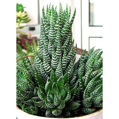 Zebra Wart ‘Haworthia reinwardtii’